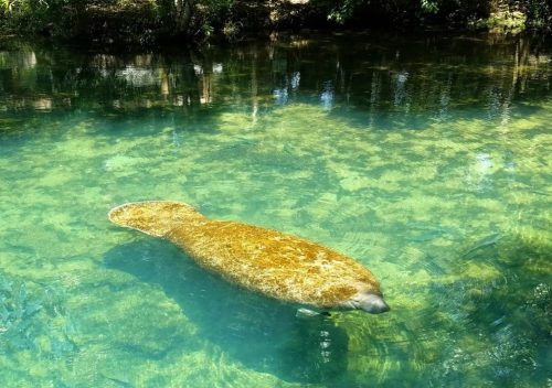 Homosassa Springs State Park