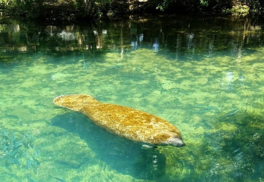 Homosassa Springs State Park Homosassa Springs State Park