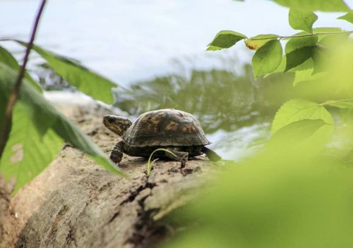 Radnor Lake State Park, Nashville, Tennessee