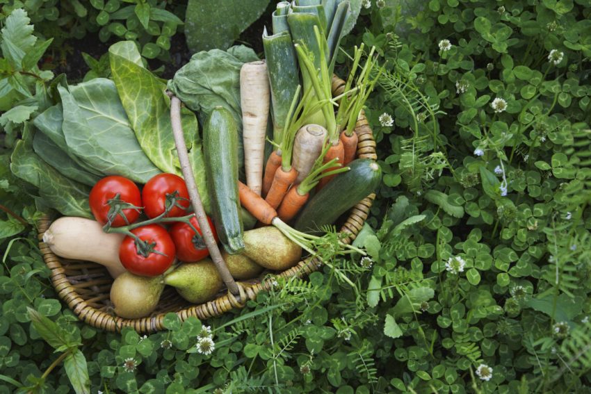 Fruits and Vegetables all-day Fruits and Vegetables all-day