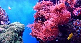 11 Ways To Protect Our Coral Reefs