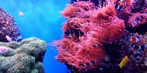 11 Ways To Protect Our Coral Reefs