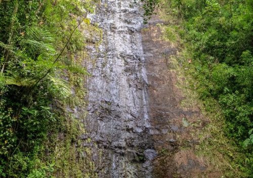 Manoa Falls Trail Guide: Easy Hike Near Honolulu